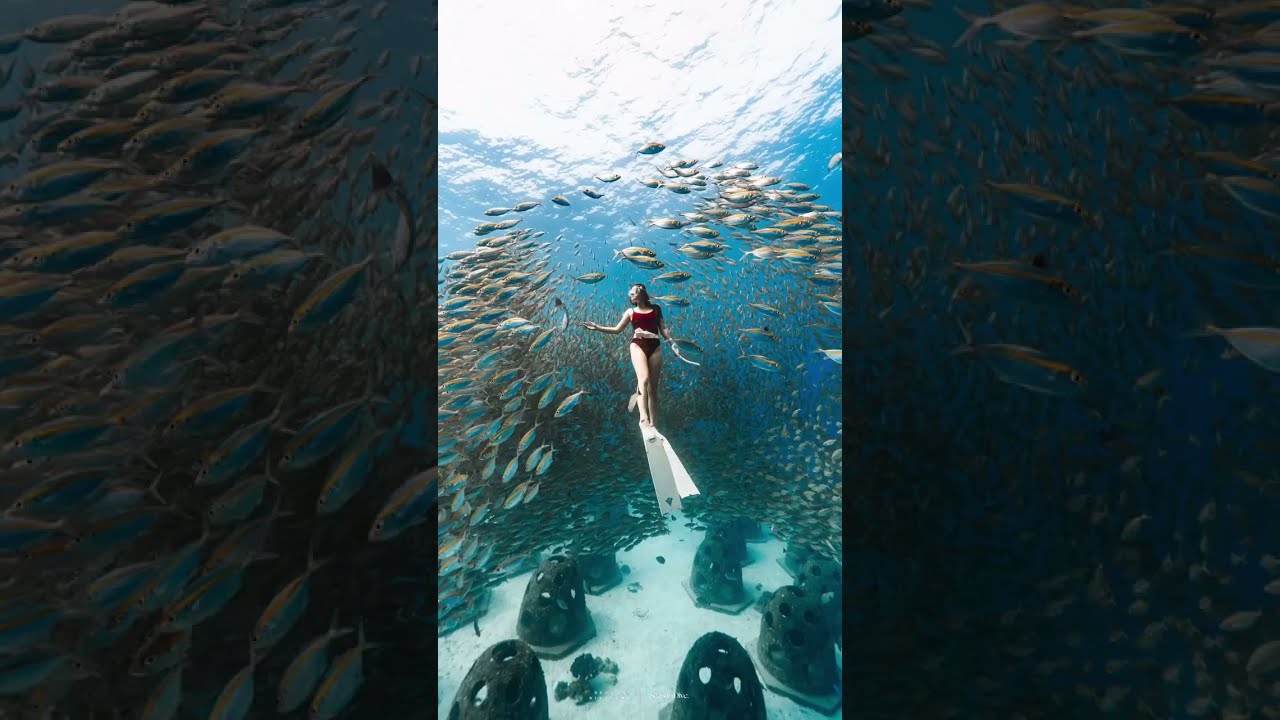 🌊 Discover Thailand's Underwater Wonders: Ultimate Scuba Diving Guide 🇹🇭 (Best Spots, Tips & Marine)