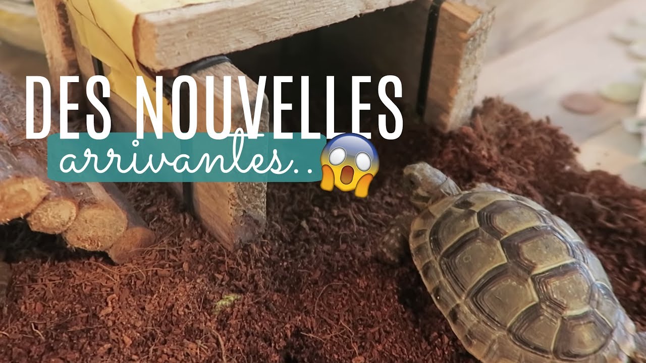 VLOG : Des nouvelles arrivantes !