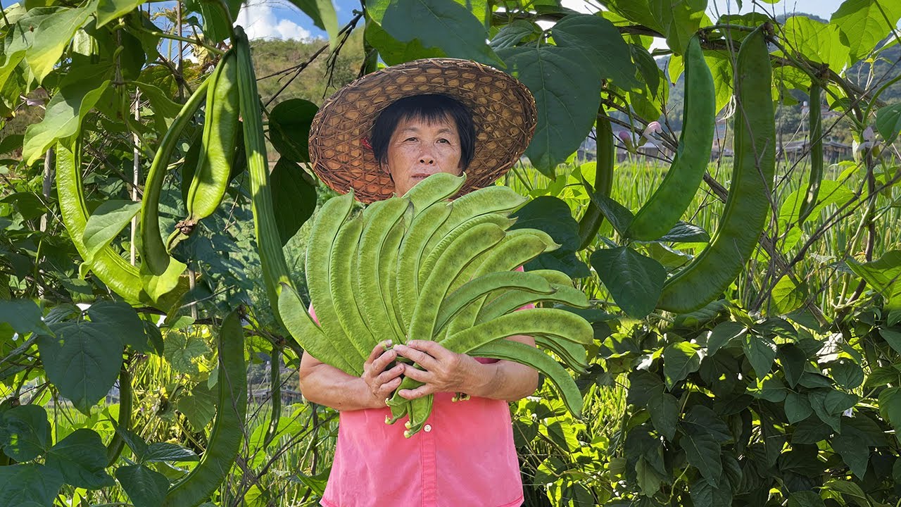 Собрав более 20 кошачьих бобов, мама маринует двумя способами, кислые и острые закуски.