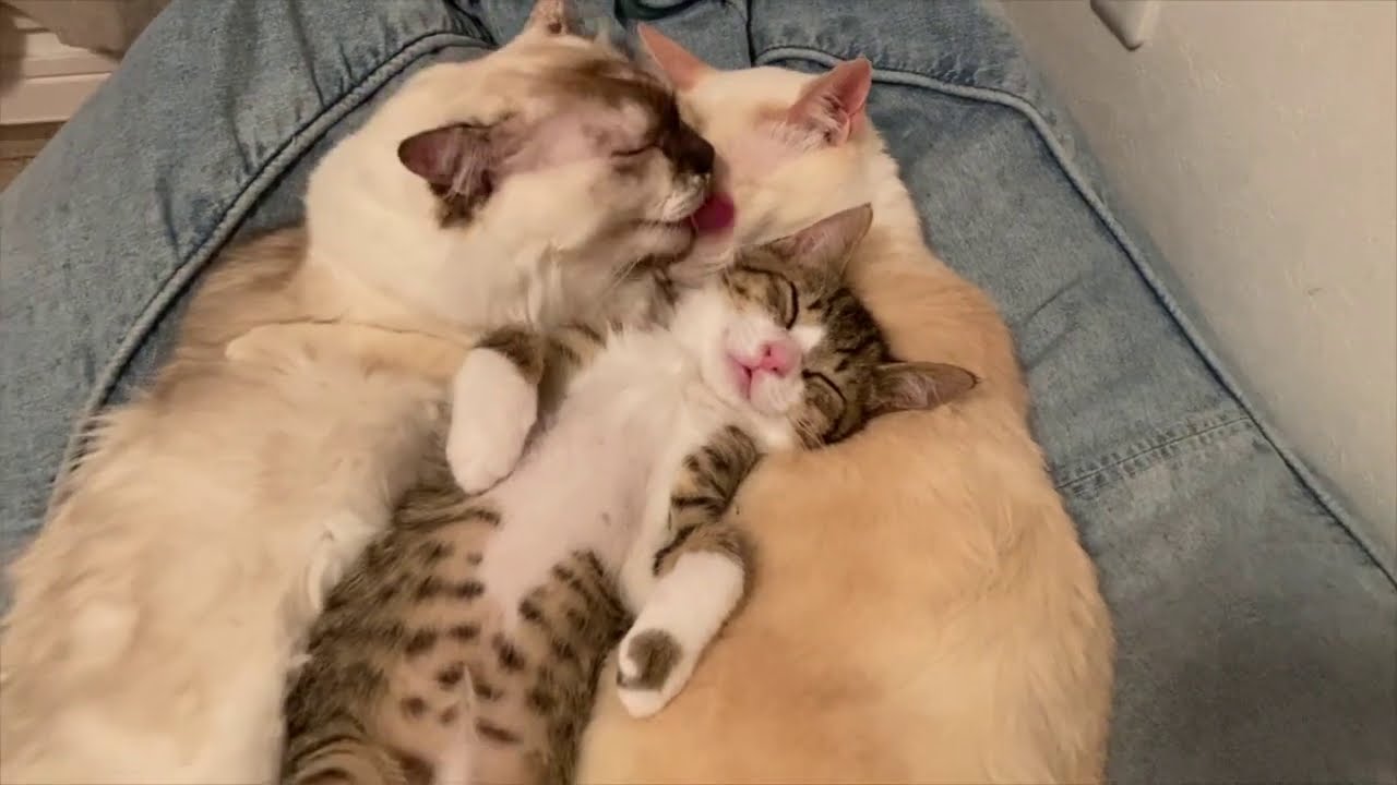 世界一寝心地のいいベッドで眠る仔猫がこちらです。