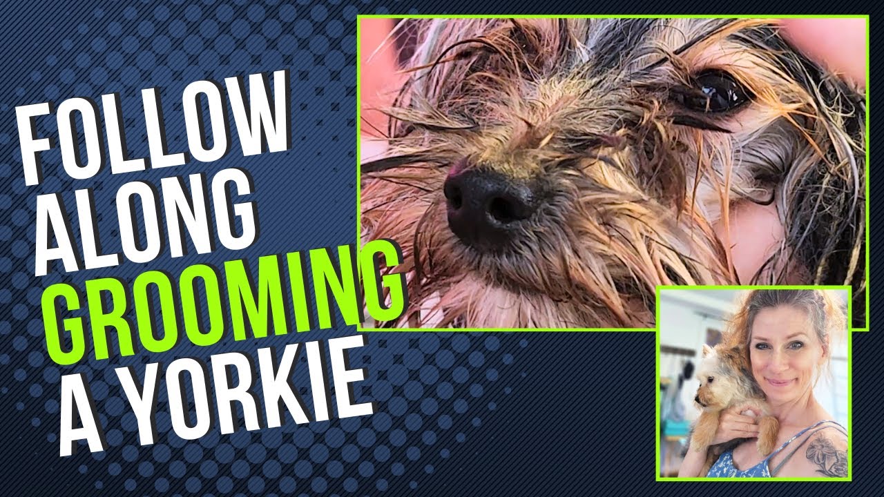 Yorkie Grooming Watch and Learn (Full Groom)
