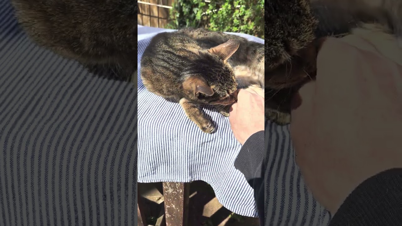 Katerm&auml;usi schmust in der Sonne