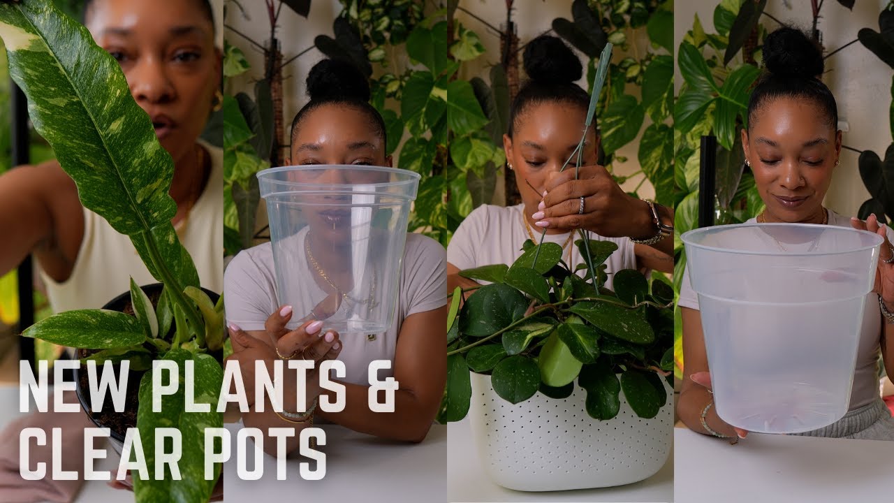 NEW Plants & Clear Nursery Pots | Plant Loving J