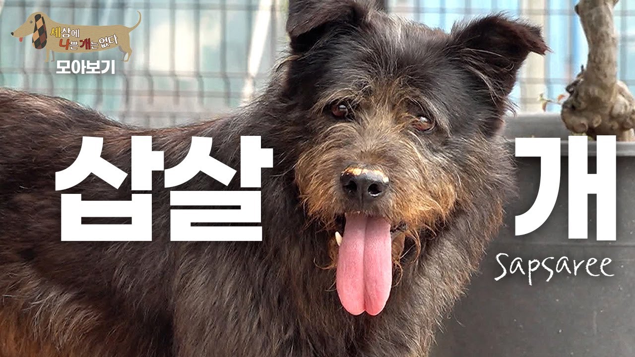 [세나개 댕모아] 귀신 쫓는 한국 토종 개, 삽살개의 문제행동 🐶 삽살개 편 Sapsaree