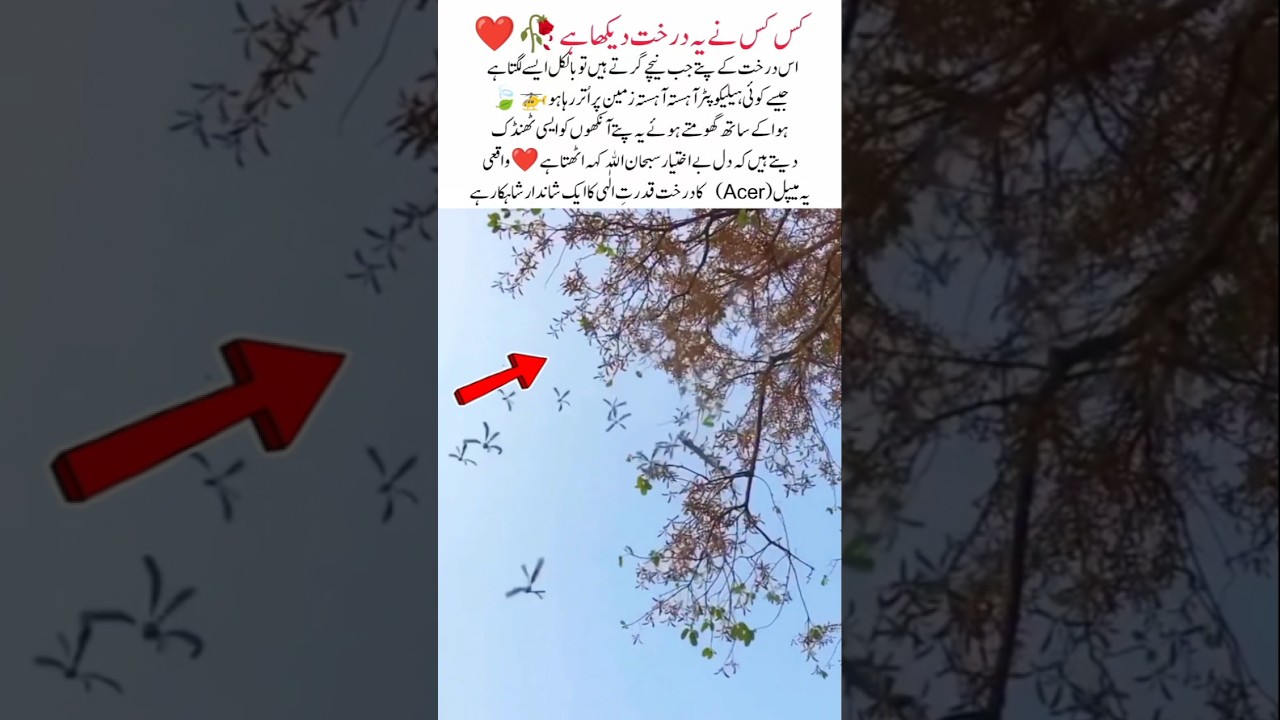 “This Tree’s Leaves Fall Like a Helicopter 😲🍃
