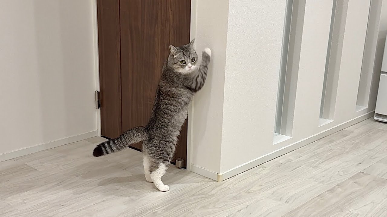 猫たちを家に置いて出張に行ったら寂しすぎて玄関の前でこうなってました&hellip;