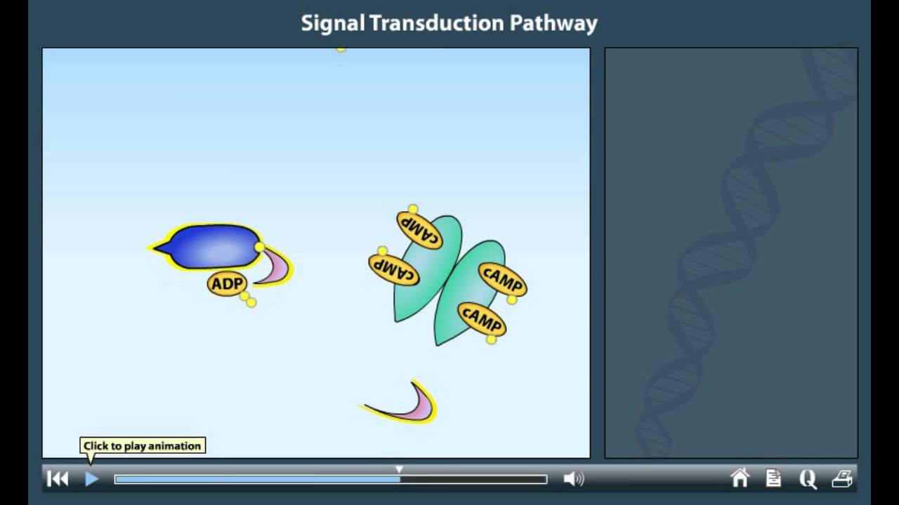 Signal transduction pathway animation