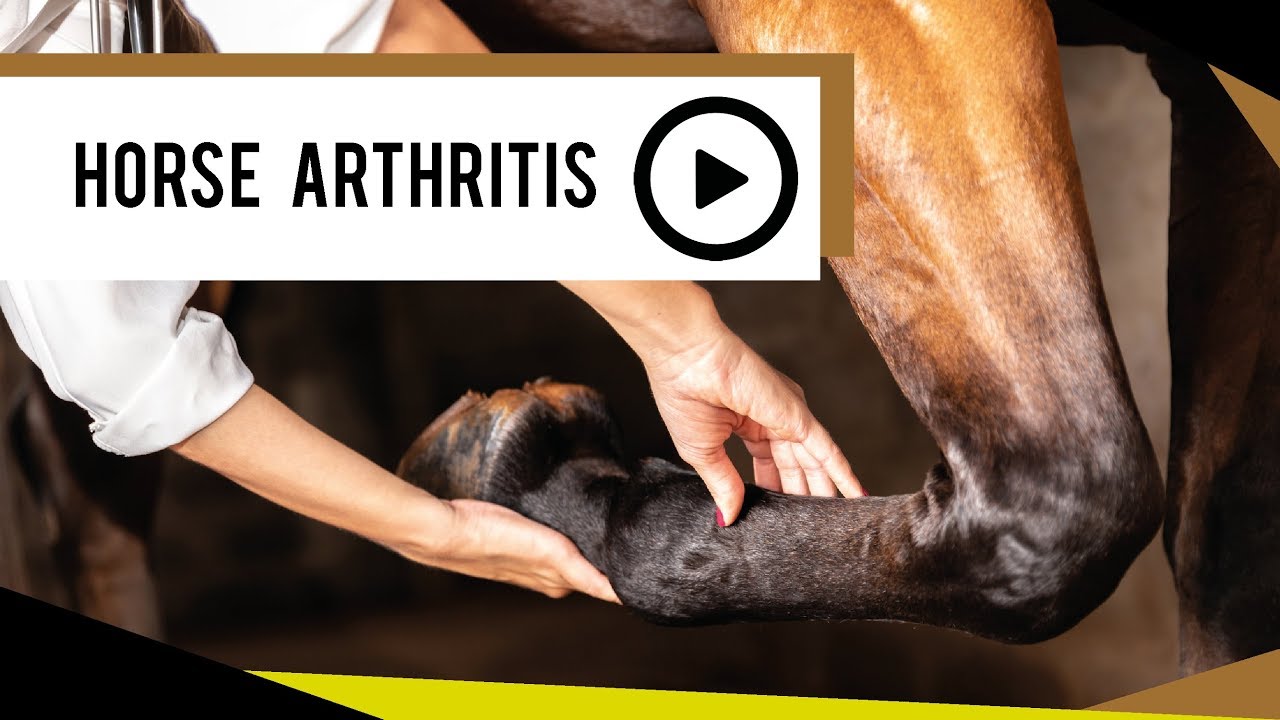 EQU Streamz fetlock bands | Naturally treating horse arthritis