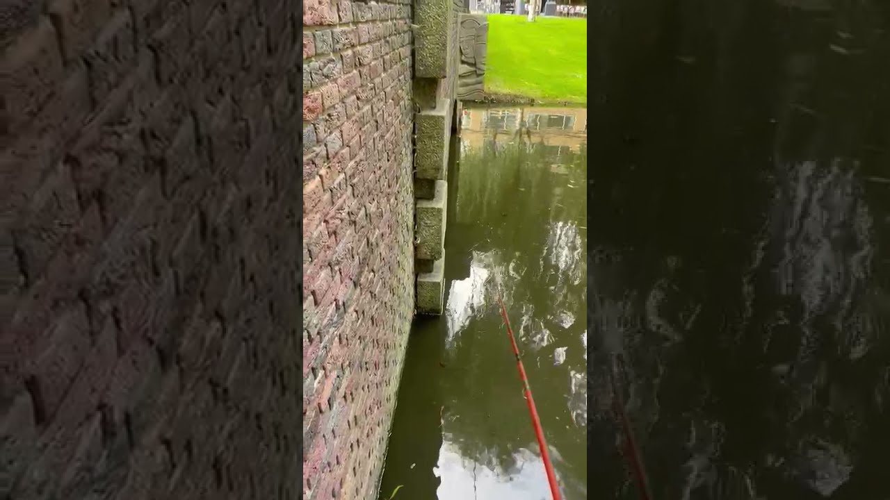 Aanbeet met 2 volgdrijvertjes (penvissen op karper)