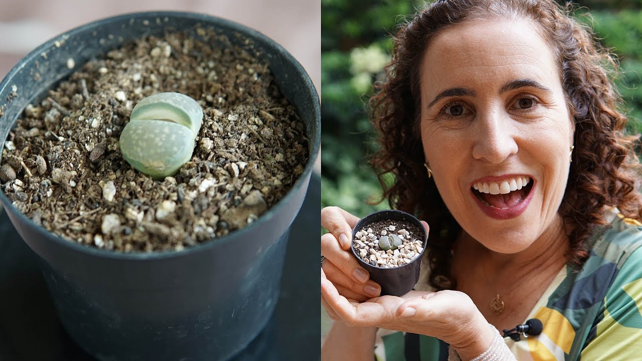 COMO CULTIVAR CACTO-PEDRA (LITHOPS) | Nô Figueiredo