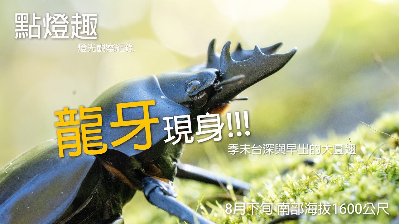 [點燈趣] 又又又破紀錄了!! 燈光觀察紀錄 大圓翅鍬形蟲!! 8月初的南部海拔1600公尺 !!!