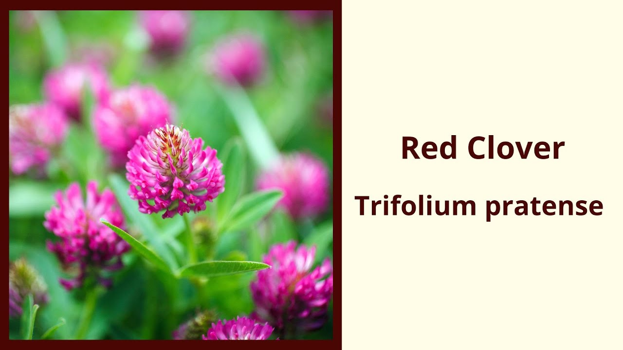 Red Clover Tea Benefits