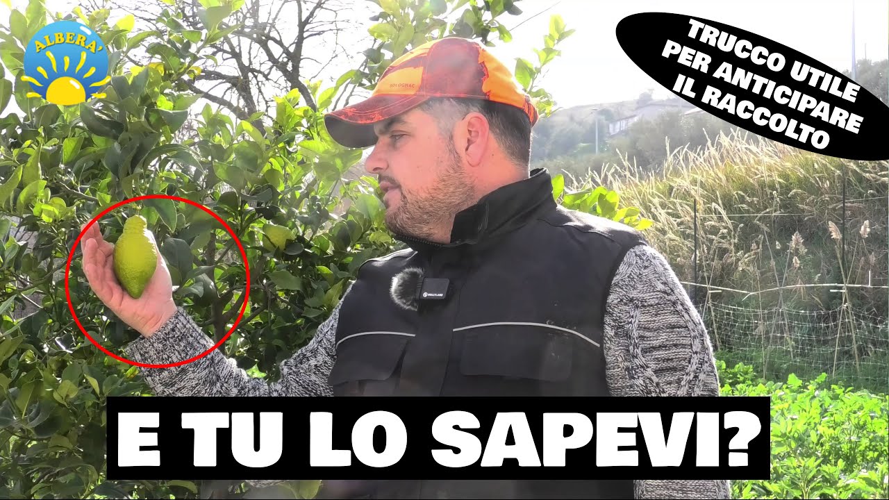 Quanti conoscono questo TRUCCO? Trattamento d'effetto su LIMONI, ALBICOCCHE e PESCHE