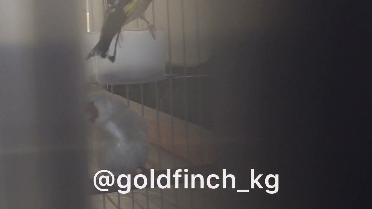 Седоголовый щегол мутация, goldfinch mutation, sakakuşu, carduelis carduelis
