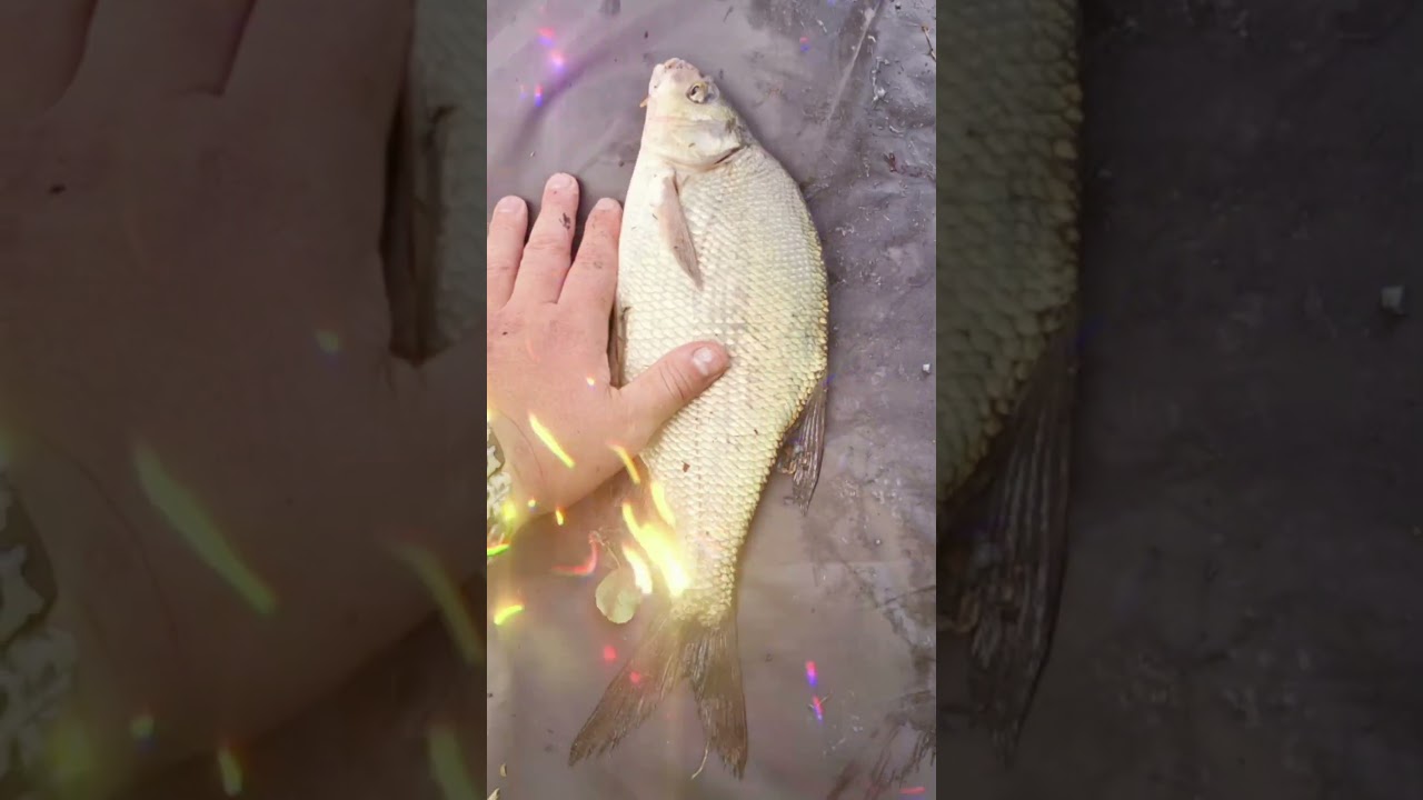 Zbęchy                                                 #fish #fishing #pzw #wędkarstwo #nature