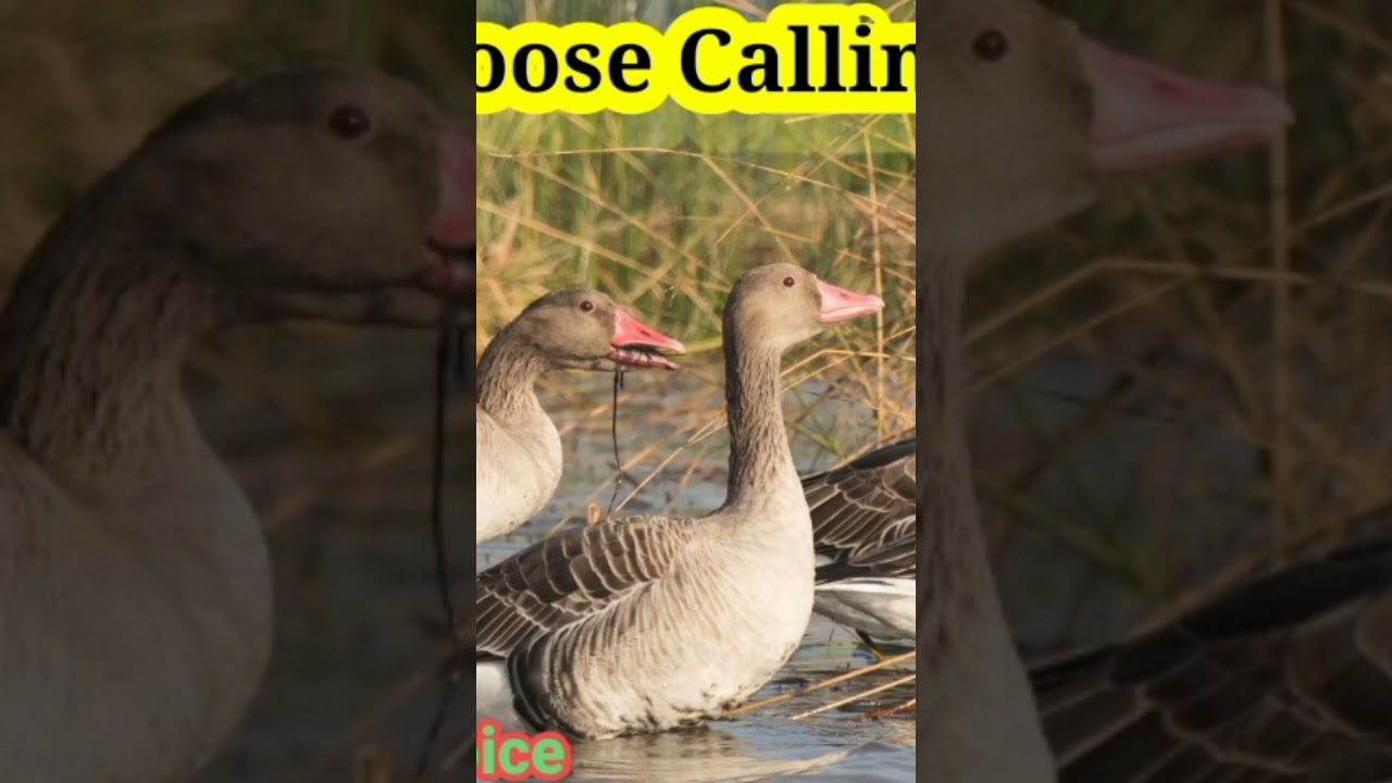Greylag Goose Call Sunds/ Hunting Best Voice #calling #birdsounds