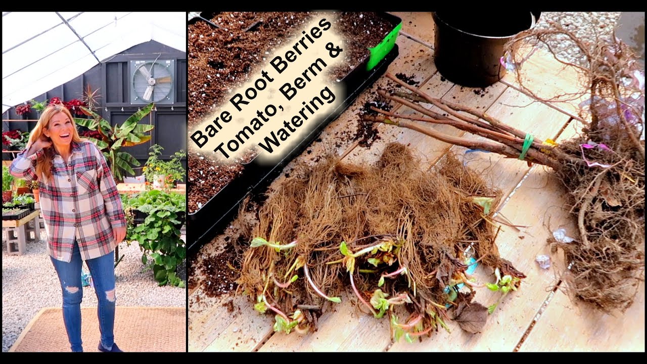 Planting Bare Root Berries | New Tomato | Berms Explained | Watering | Traditions //Garden Farm