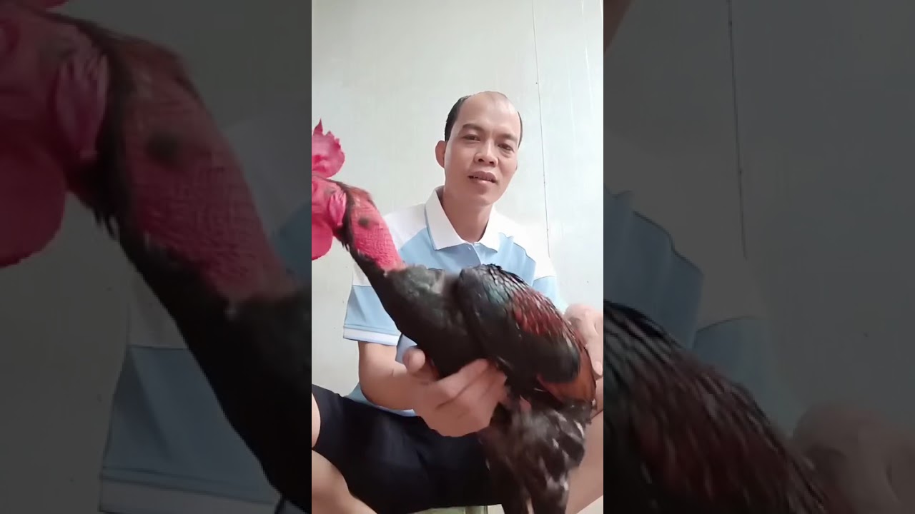 Giới thiệu với anh em dòng tía mào cờ của mình nhé 
