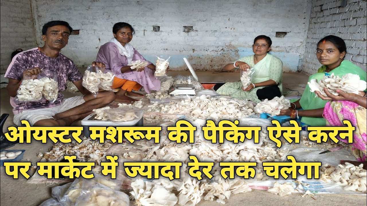 2 type Oyster mushroom packing#ओयस्टर मशरूम का पैकिंग कैसे करें मार्केट में खराब नहीं होगा#mushrooms