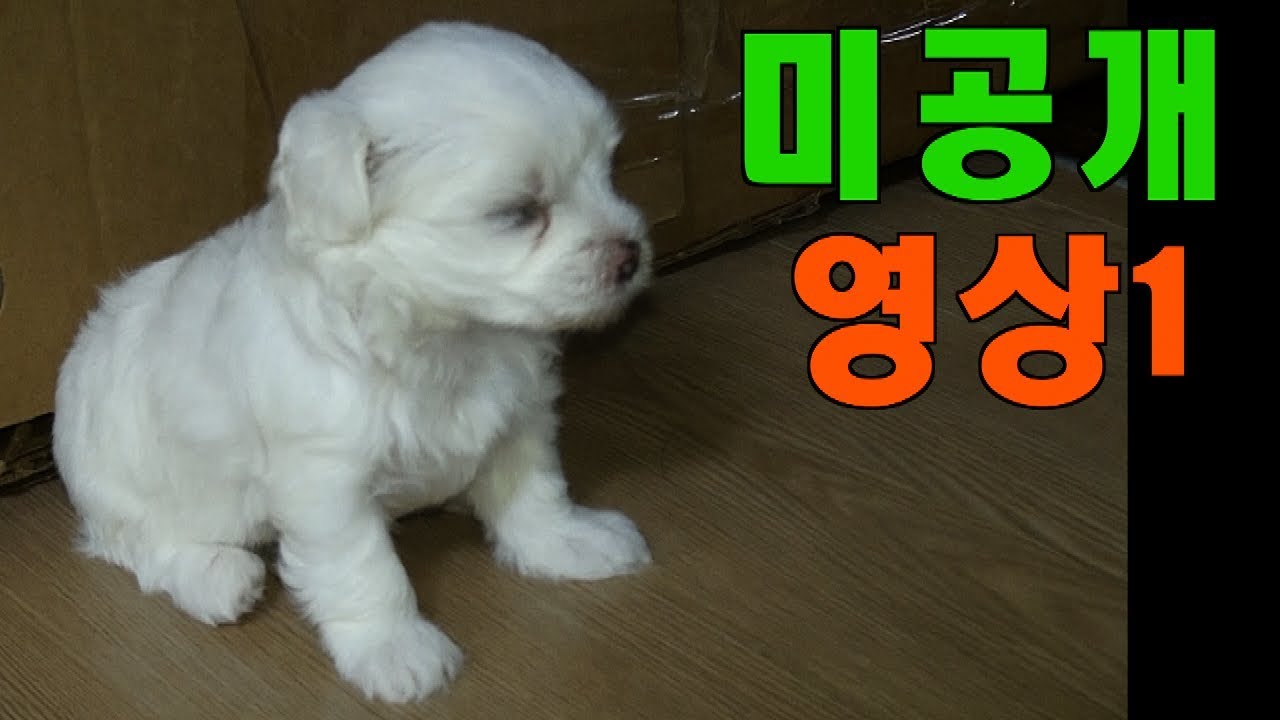 [Maltese] 225탄.말티즈 블루 미공개 영상1 Maltese Undisclosed Video