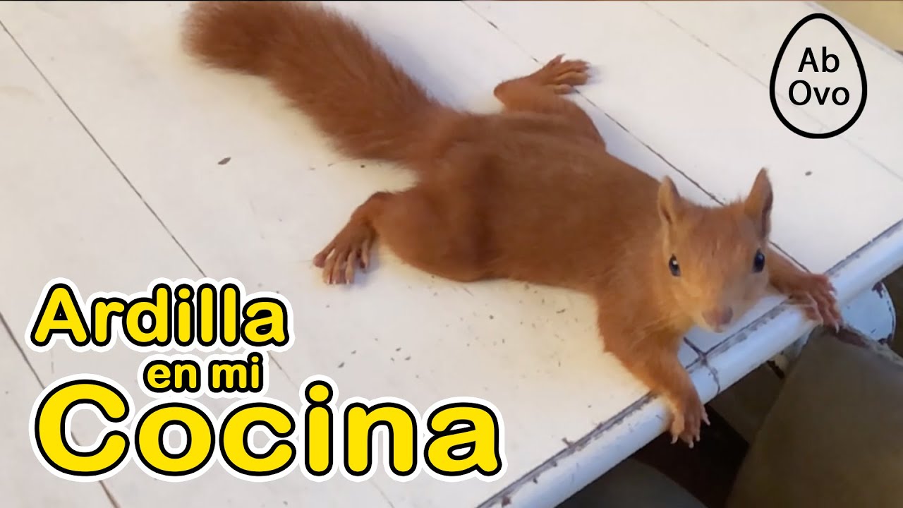 Ardilla Bebé crece y trepa sobre mí