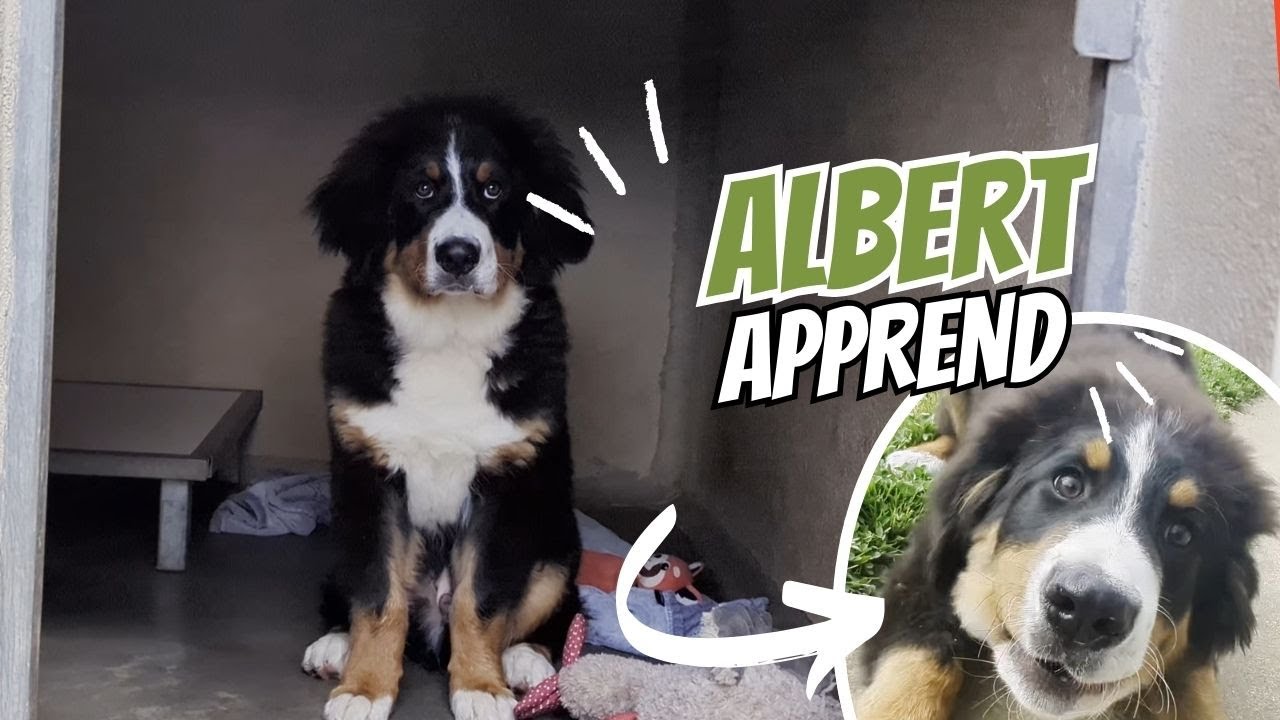 L'ÉVOLUTION D'ALBERT (et sa rencontre avec un bouledogue)