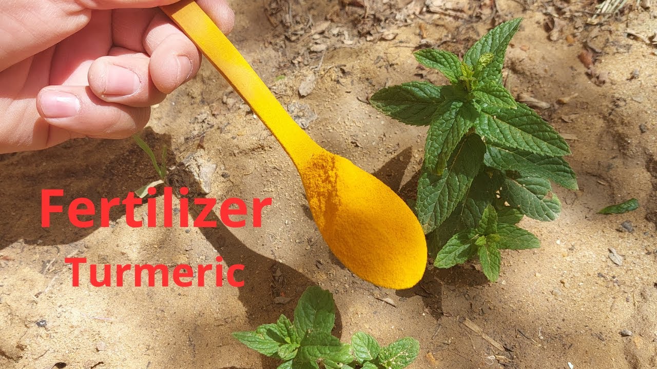 Turmeric Fertilizer