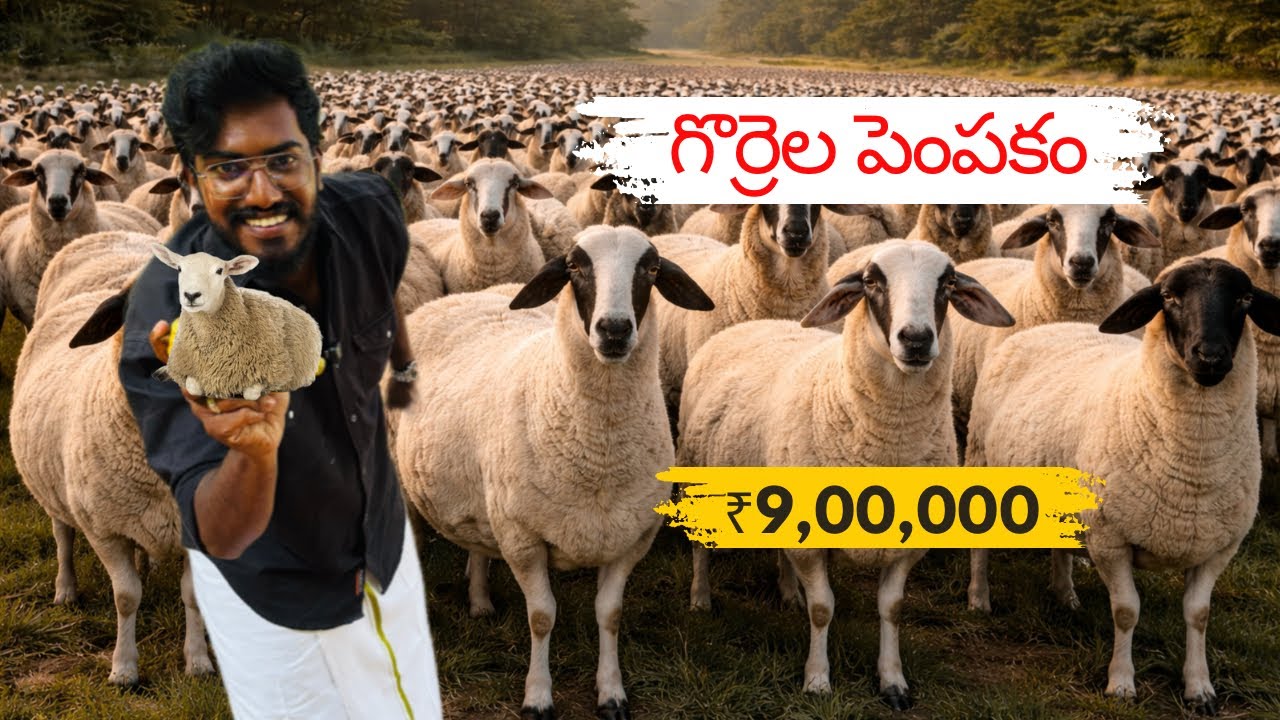 ₹1,500 per KG మటన్ ఉందా లేదా? గొర్రెల పెంపకం 🐑 Agrotill #farming