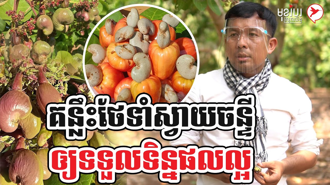 គន្លឹះថែទាំស្វាយចន្ទីឲ្យទទួលទិន្នផលល្អ | កម្មវិធី មុខរបរស្រុកយើង