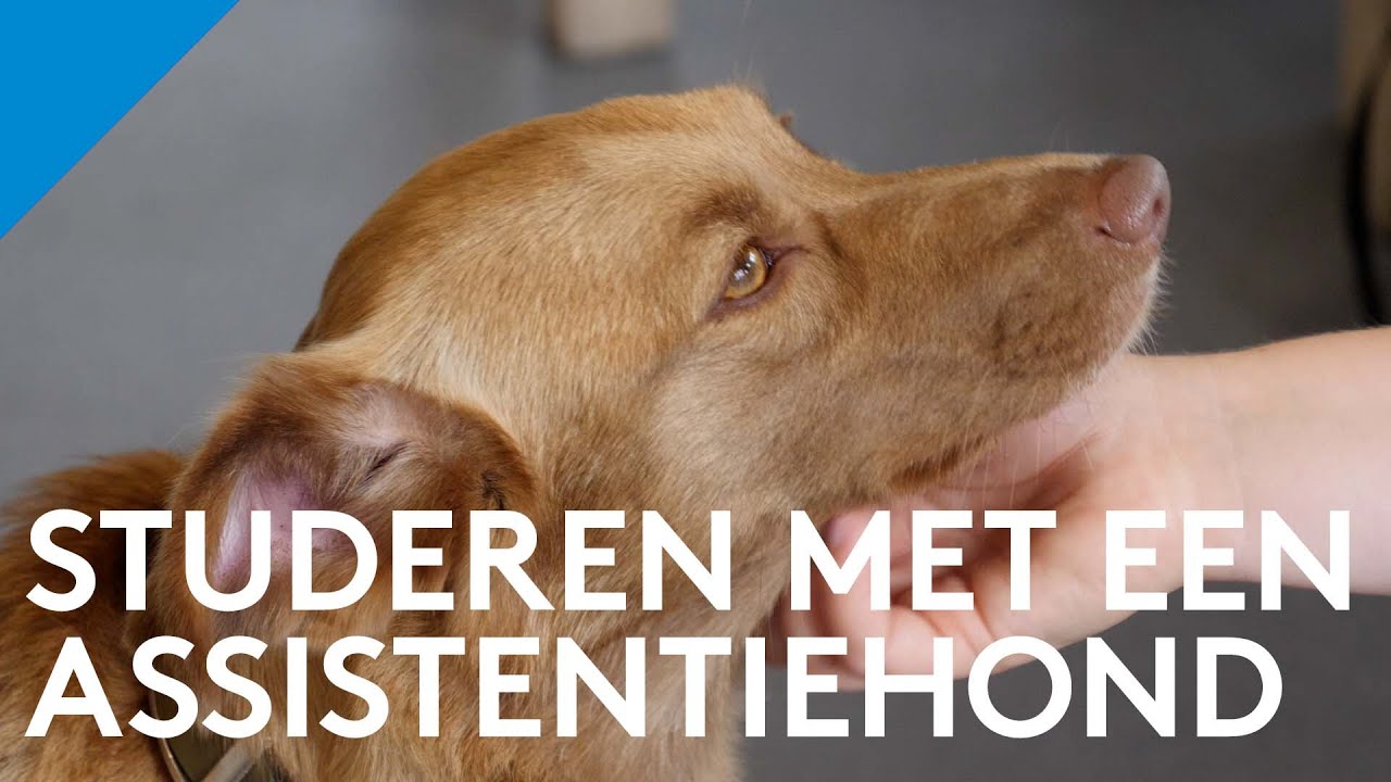 Studeren met een assistentiehond