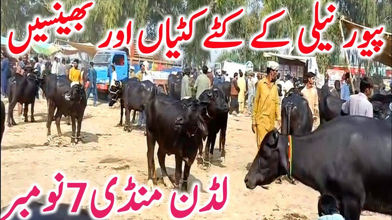 Global Village Farming | Ludden Mandi ki Nili Ravi Buffalo Breeder Kattian Super Milking Jhotiyan