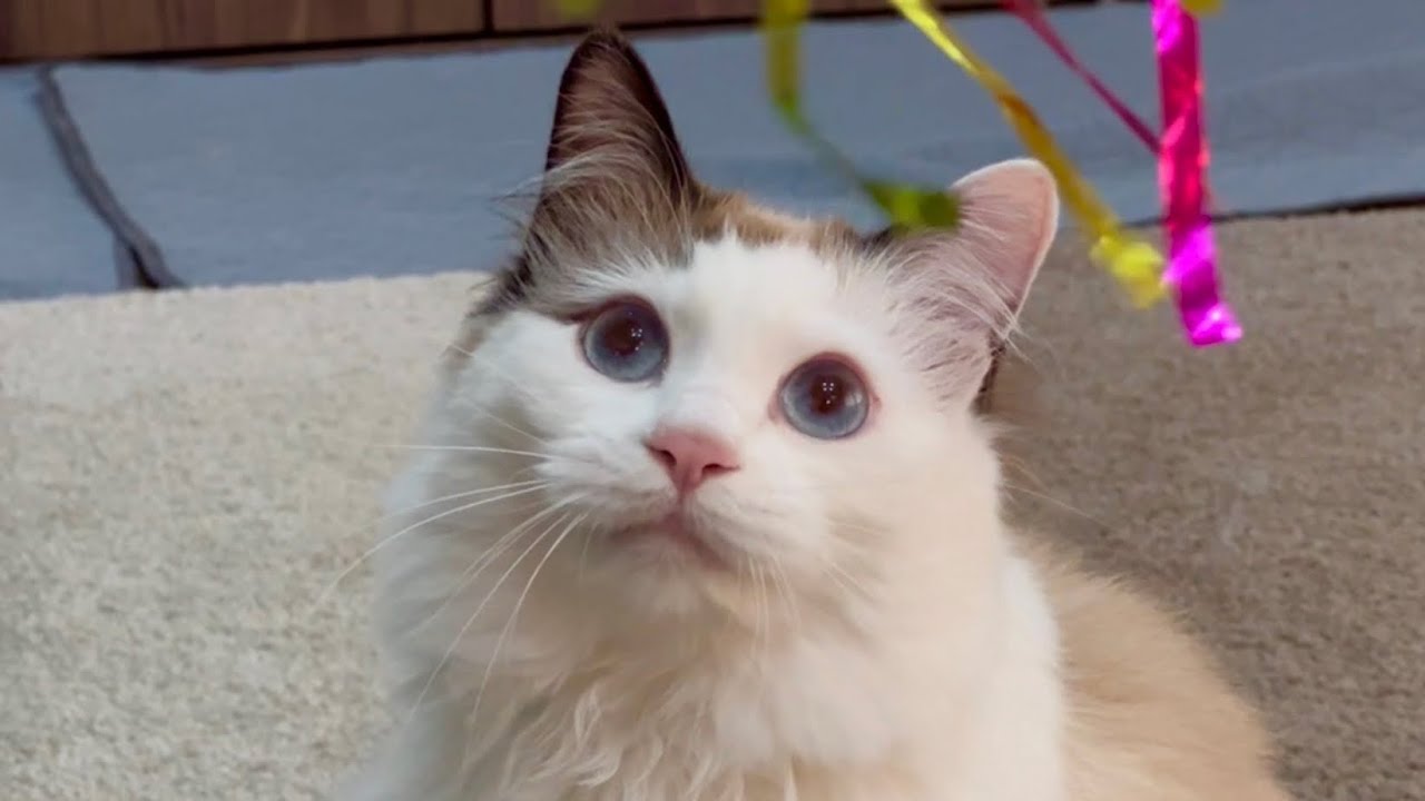 犬の姿がないと飼い主にベッタリ甘えてくる猫に食べられます