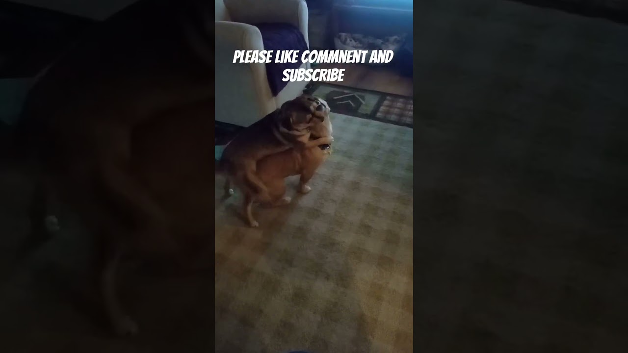 do they ever get along?  lol they do lol. 