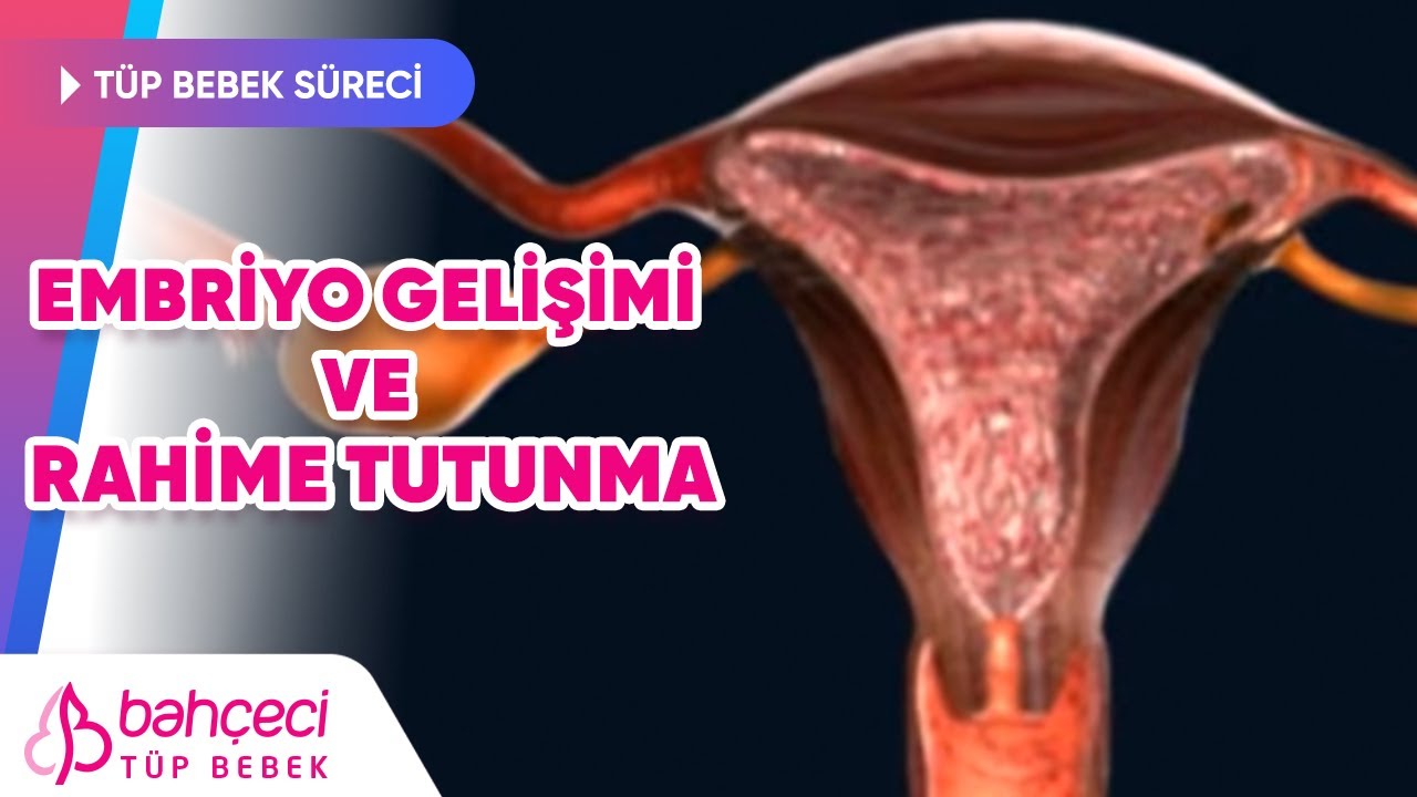 Bebek Nasıl Oluşur? Döllenme, Embriyo Gelişimi ve Rahime Tutunma