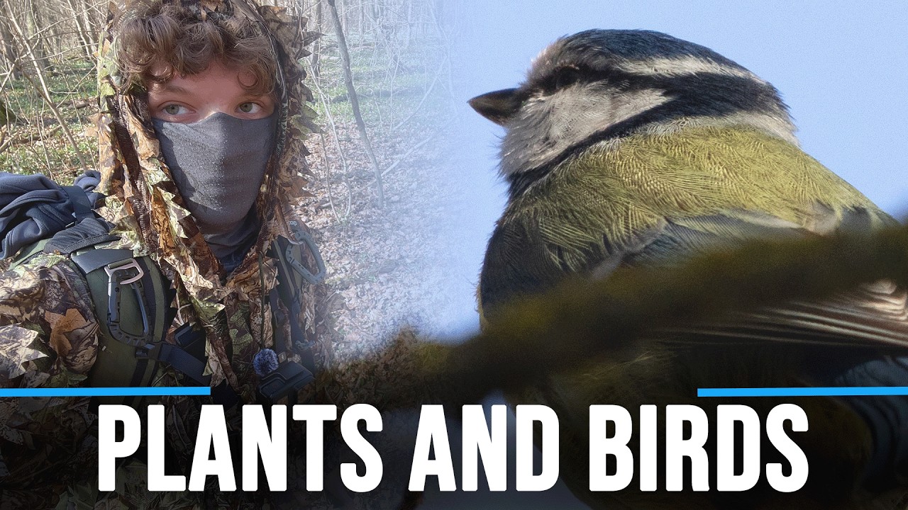 Camouflaged in the forest | Birds and plants I captured