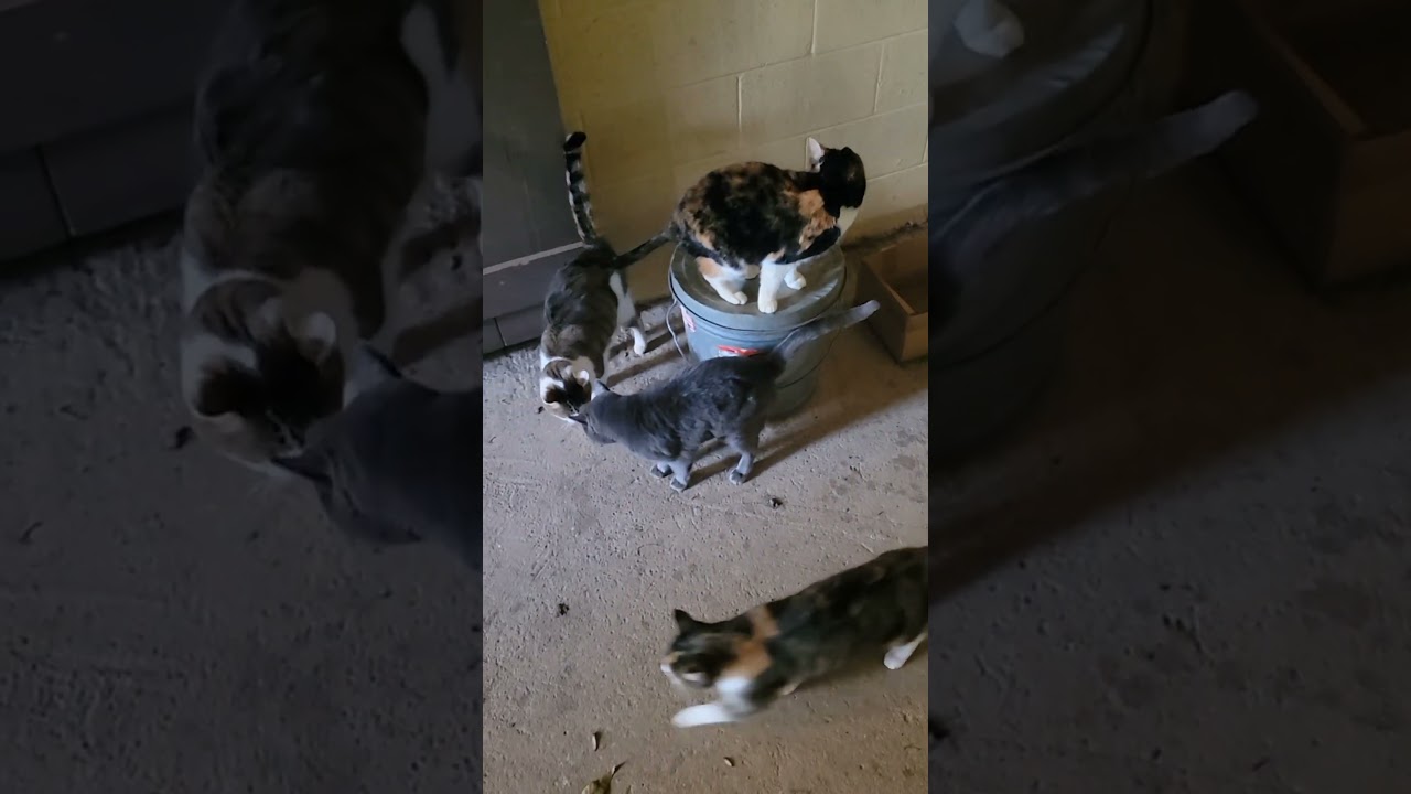More cats... #Scrap-Life #recycle #recycling #business #smallbusiness #entrepreneur #cat #kitten