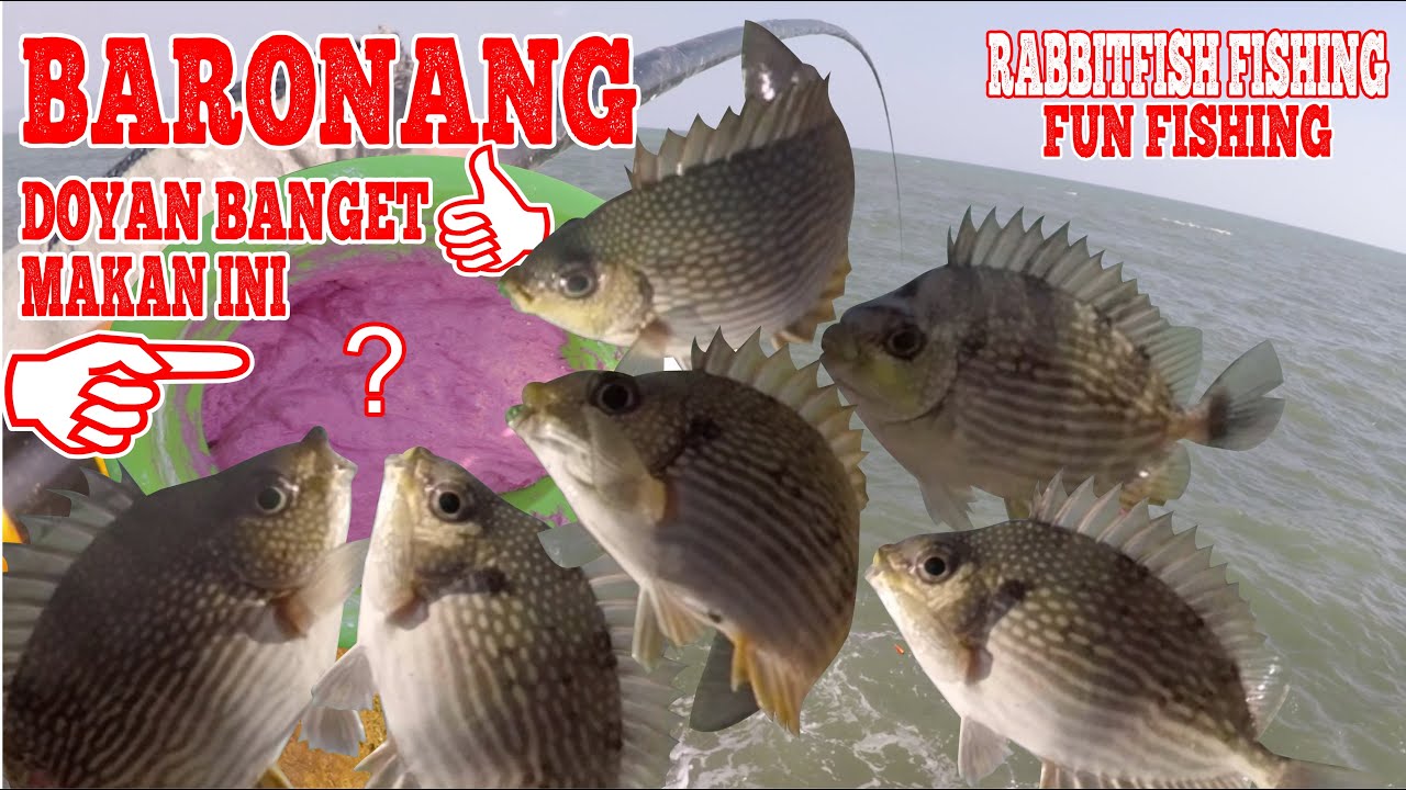 Baronang Ternyata Doyan Banget Umpan Baru Ini : Mancing Baronang / Rabbitfish Fishing , Fun Fishing
