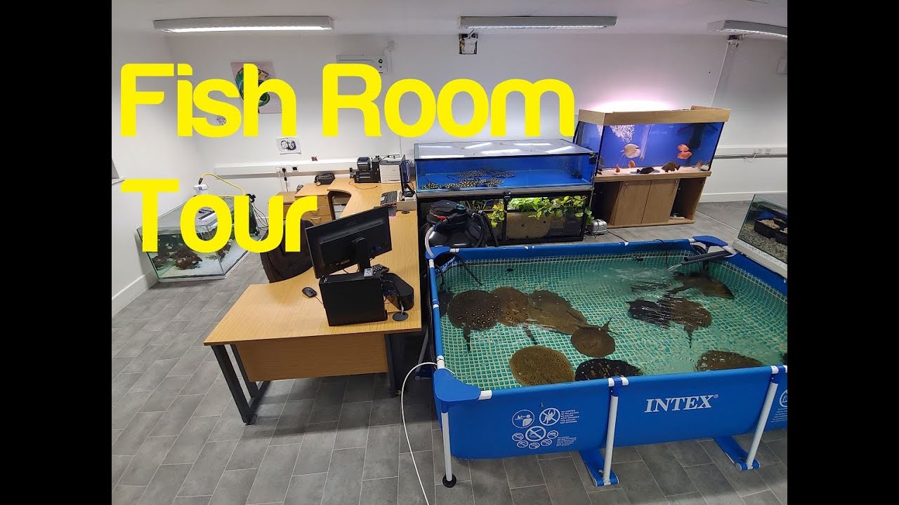 Fish Room Tour - All My Fish & Filtration - Rays Black Diamond Hybrids Breeding Pool Pond