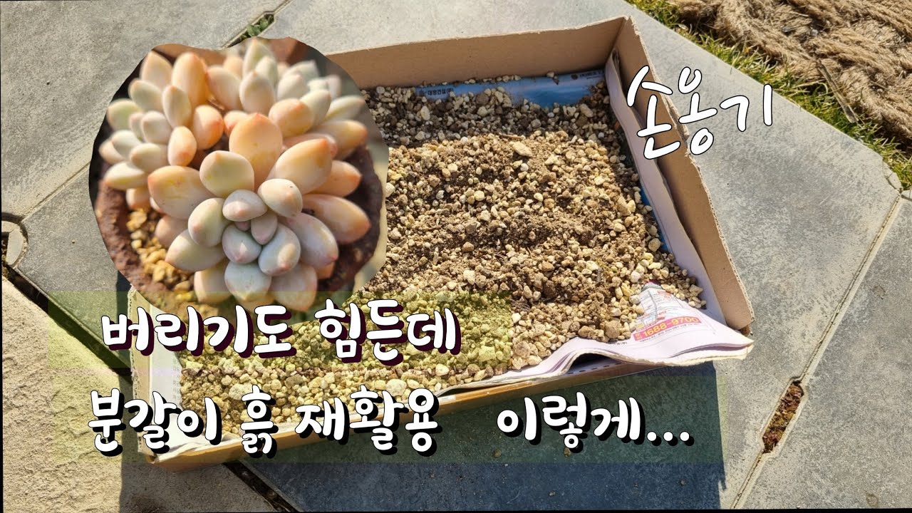 분갈이 흙 재활용 아무 문제 없어요 ~| #다육화분손옹기