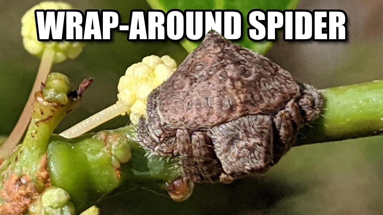Wrap-around Spider&nbsp;Facts: LEOPARD SPIDER&nbsp;🐆 Animal Fact Files