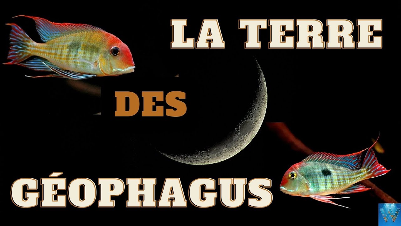 La terre des géophagus tapajos