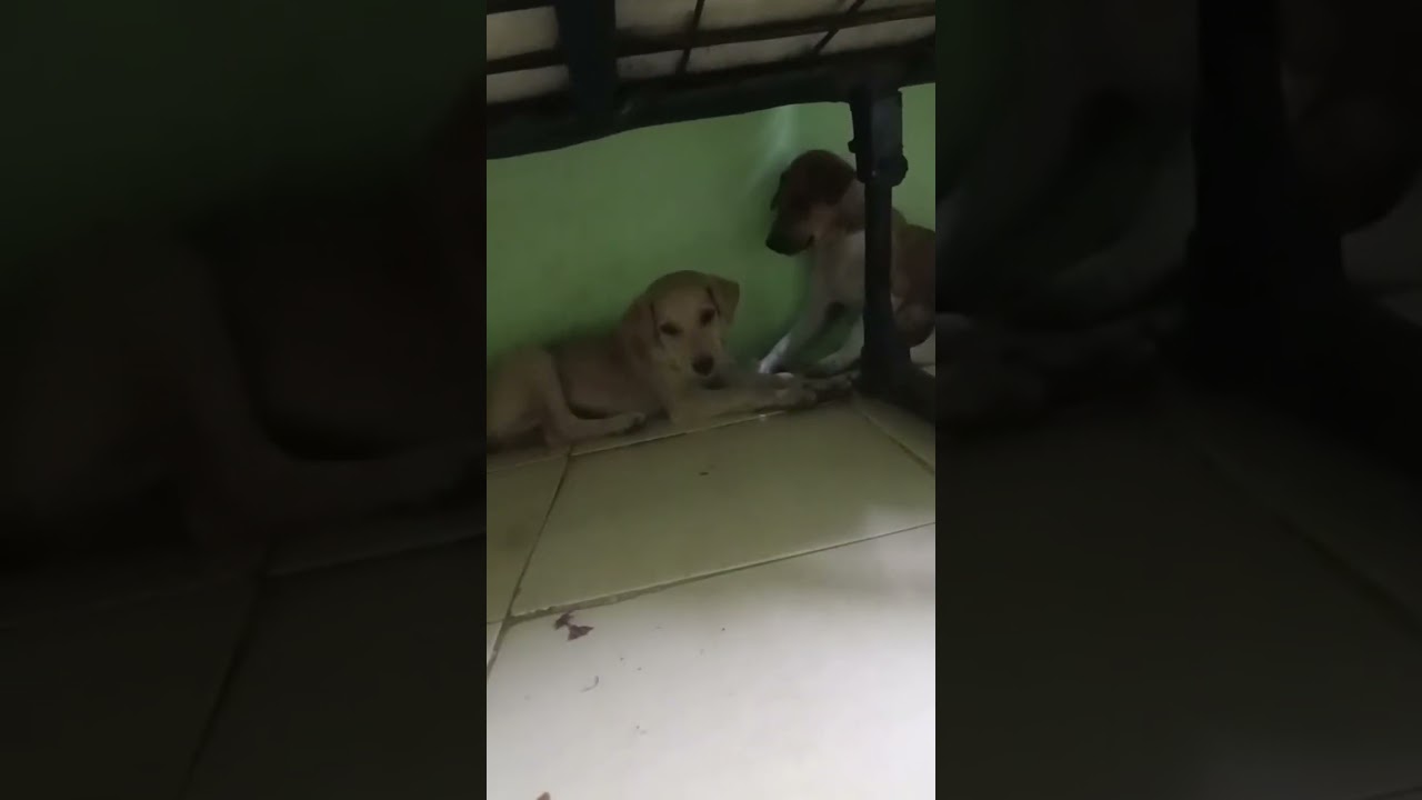 Live highlight