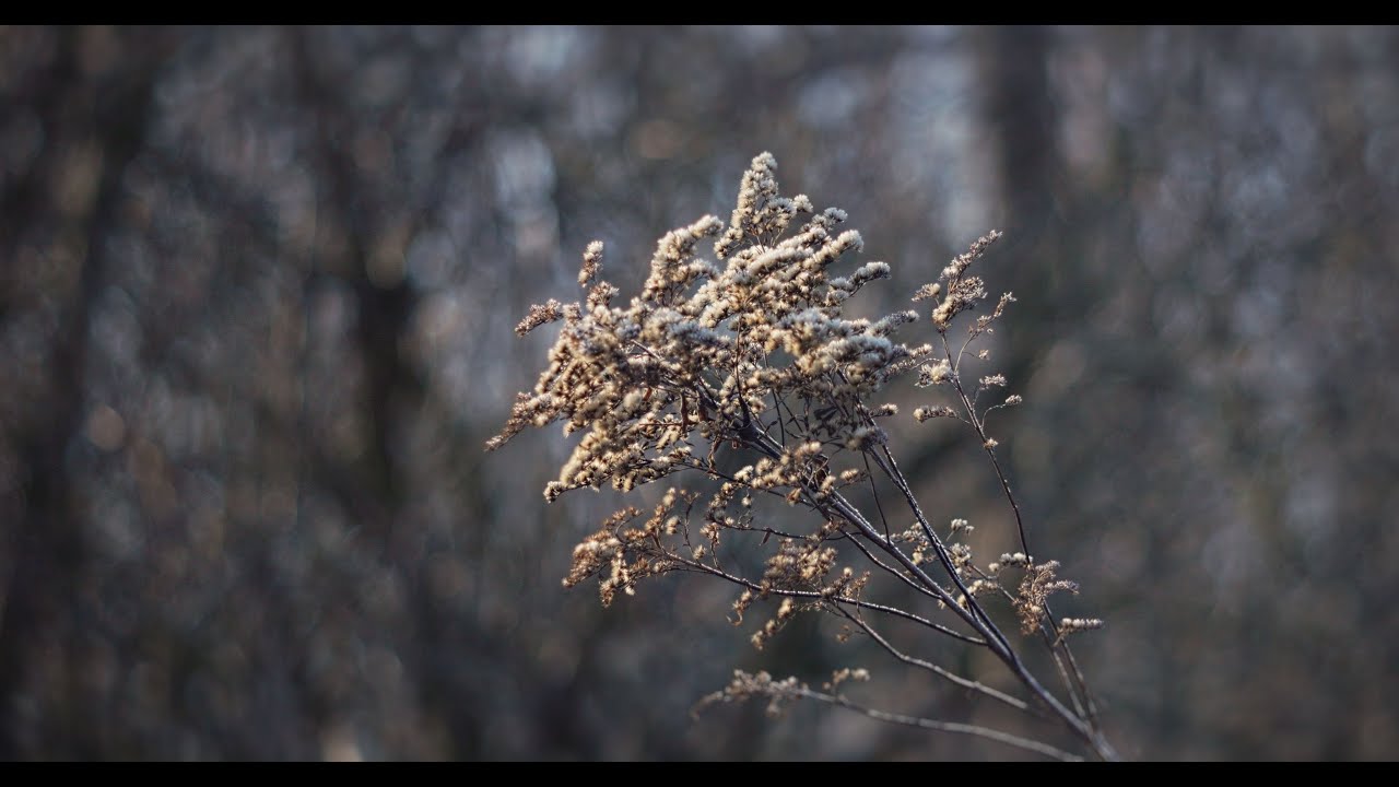 Late Winter Sunlit Forest Edge - Slow Ambient Nature Visuals (4K)