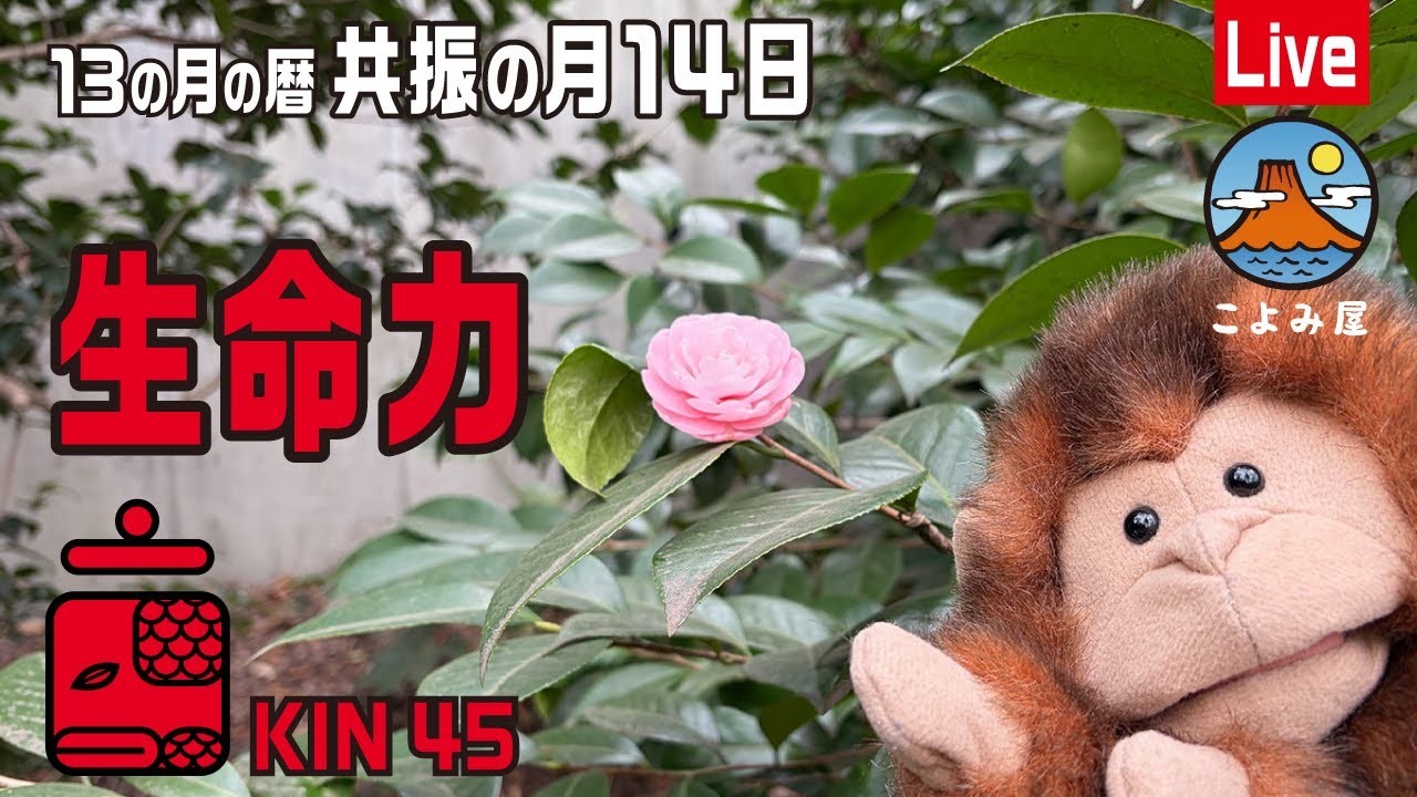 【6・蛇】今年前半ラストデイ！✨共振の月14日✨KIN45✨赤い律動の蛇🌈✨🌏