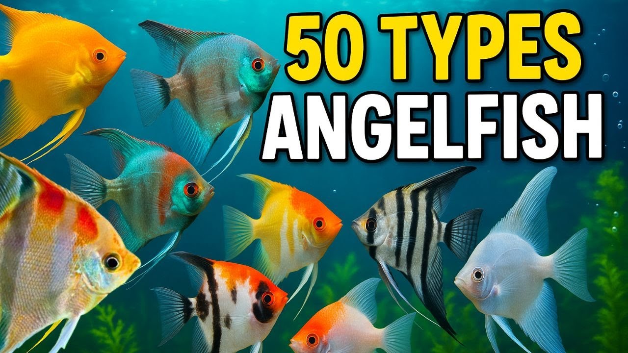 50 Freshwater Angelfish Types You Need to Know About