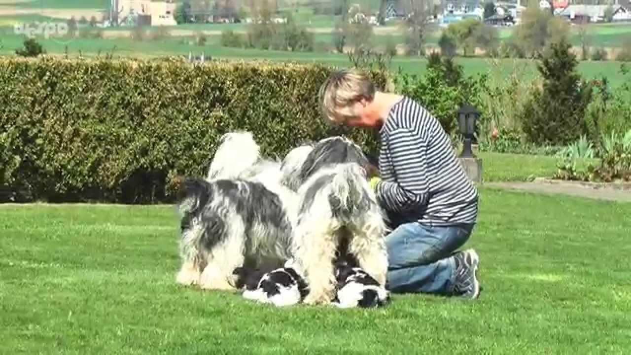 Pon vom Hollywuff - Die Welpen aus dem Reitnautal