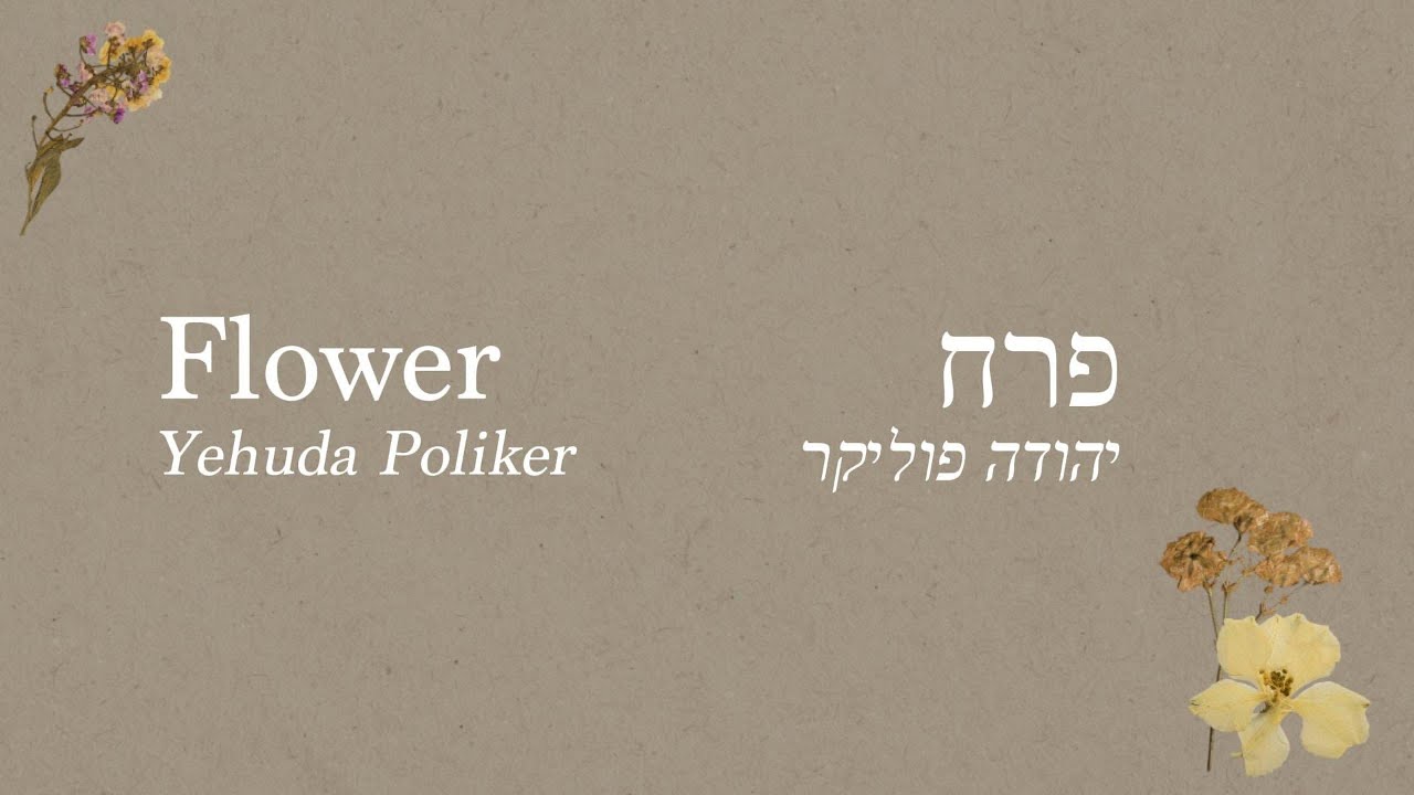 Perach (פרח), Yehuda Poliker - English Translation & Hebrew Lyrics