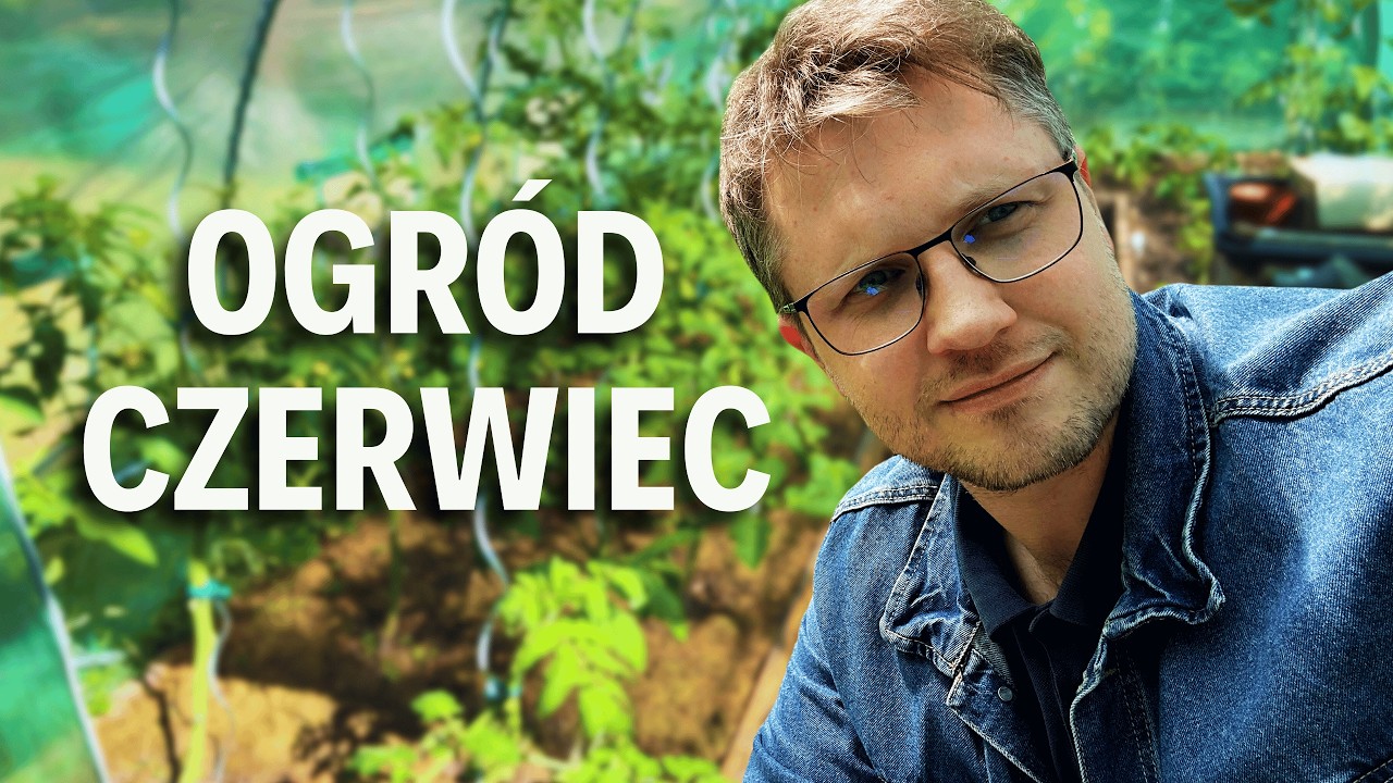 Jak się mają POMIDORY W CZERWCU w szklarni? 🍅 | Adam Bil vlog