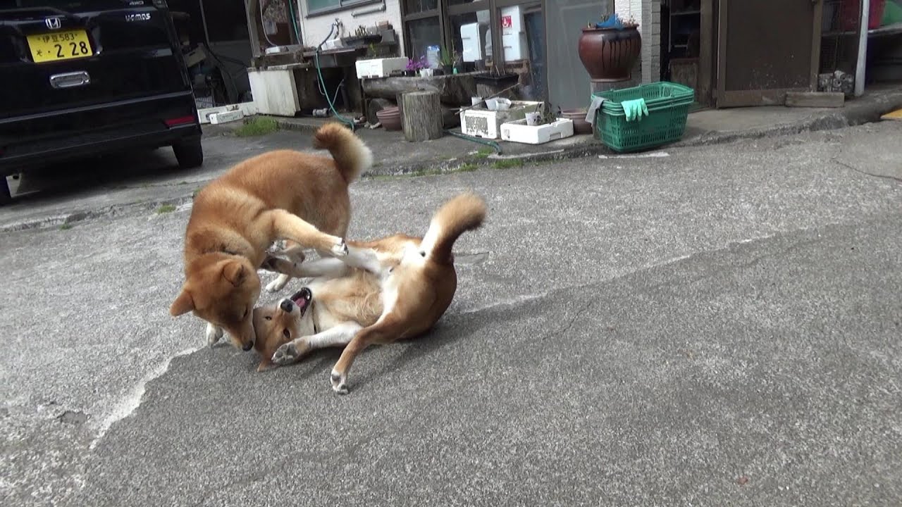 小梅と屈の時間　クンタはほとんど子守りをしなくなった2023年3月末の記録