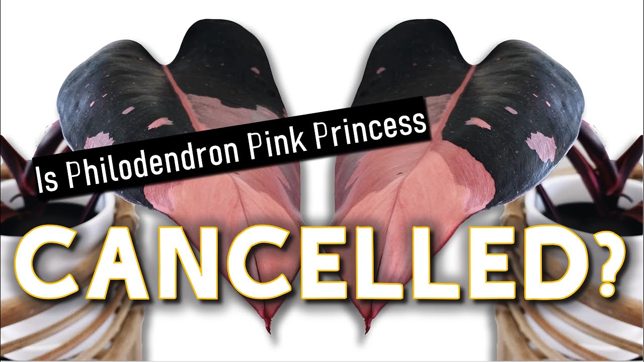 Филодендрон «Pink Princess» ОТМЕНЕН?! | Крах редкого растения